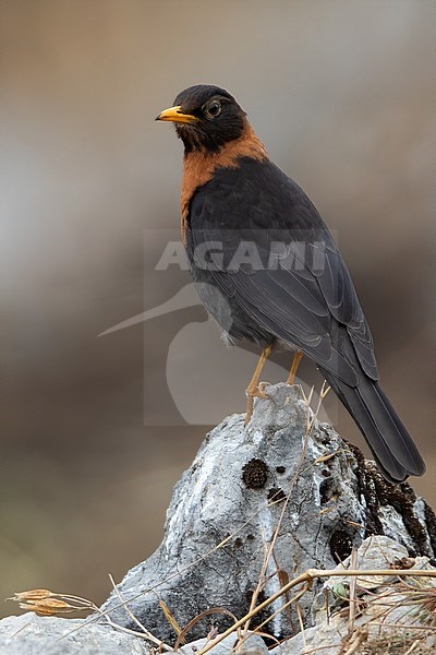 Adult Rufous-collared Thrush (Turdus rufitorques) perched on a rock in a highland forest in Guatemala. stock-image by Agami/Dubi Shapiro,