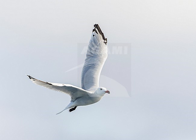 Adult Audouin's Gull (Ichthyaetus audouinii) during autumn in Ebro delta, Spain. The global population is currently in a rapid reduction. stock-image by Agami/Marc Guyt,