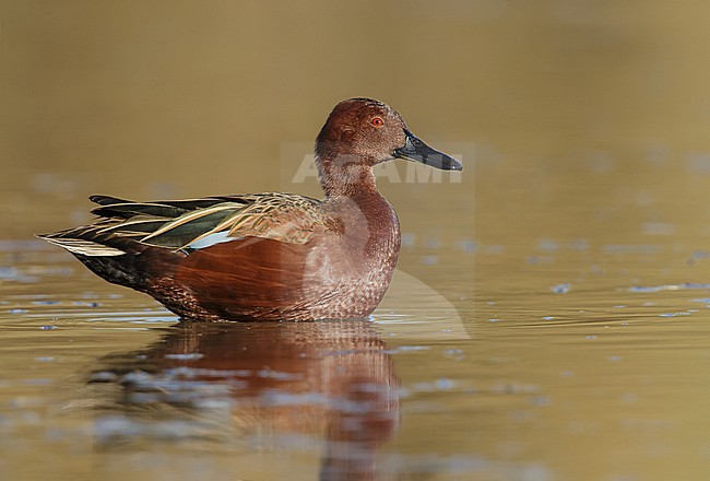 Adult male
Maricopa Co., AZ
January 2015 stock-image by Agami/Brian E Small,