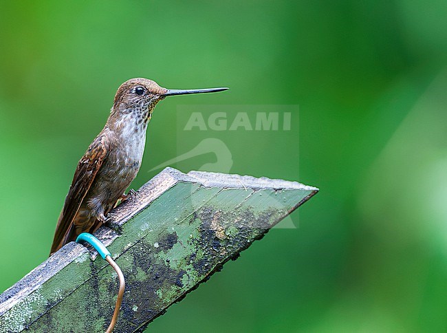 Bronzy Inca (Coeligena coeligena) in humid montane forest in Ecuador. Perched on a sign for the feeders in San Isidro lodge garden. stock-image by Agami/Marc Guyt,