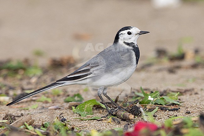 White Wagtail (Motacilla alba), side view of an adult standing on the sand,  Campania, Italy stock-image by Agami/Saverio Gatto,