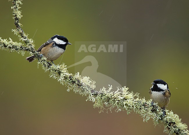 Paartje Zwarte Mees op tak; Coal tit pair perched on lichen covered branch stock-image by Agami/Danny Green,