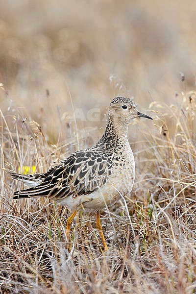 Adult breeding 
Barrow, AK
June 2009 stock-image by Agami/Brian E Small,