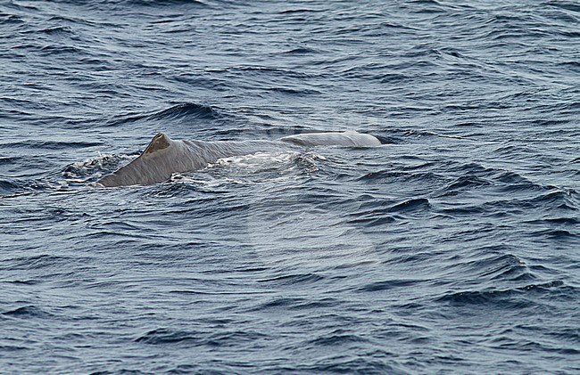 Sperm Whale (Physeter macrocephalus) stock-image by Agami/Pete Morris,
