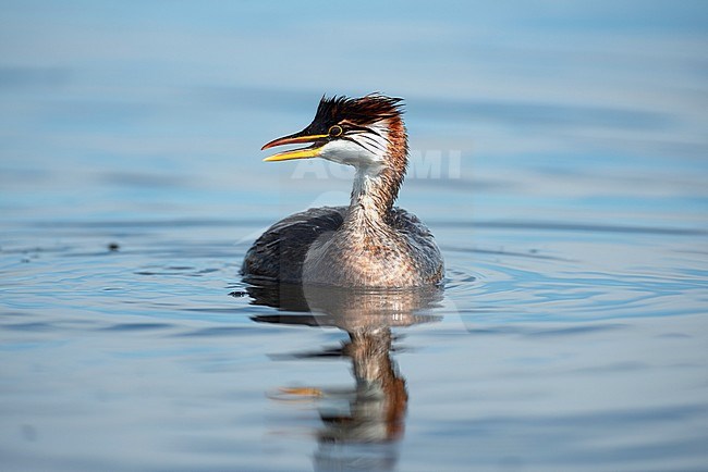 The Titicaca Grebe (Rollandia microptera), also known as Titicaca Flightless Grebe is found on the altoplano of Peru and Bolivia and the biggest population is found on Titicaca Lake. stock-image by Agami/Jacob Garvelink,