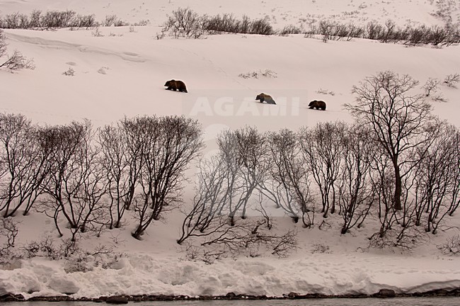 Kamtsjatkabeer in de sneeuw met jongen, Kamchatka Brown Bear with cubs in the snow stock-image by Agami/Sergey Gorshkov,