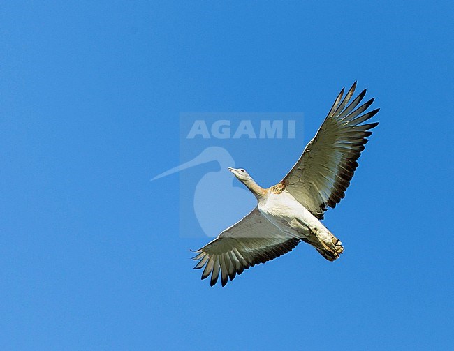 Great Bustard (Otis tarda) in flight in Spain. Flying against a bright blue sky as background. stock-image by Agami/Dick Forsman,