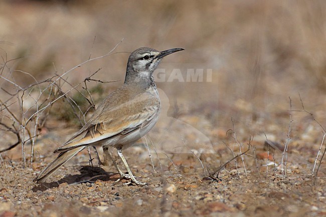 Witbandleeuwerik staand op de grond; Hoopoe Lark standing on the ground stock-image by Agami/Daniele Occhiato,