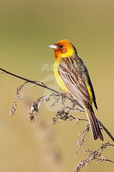 Bruinkopgors, Red-headed Bunting, Emberiza bruniceps stock-image by Agami/David Monticelli,