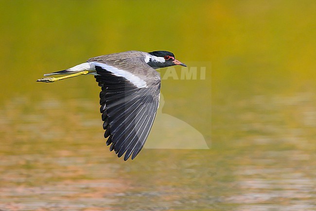 Red-wattled Lapwing, Vanellus indicus, in flight. stock-image by Agami/Sylvain Reyt,