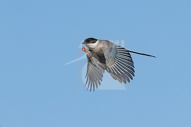 Azure-winged Magpie (Cyanopica cyanus) in flight carrying red fruits, found near Ulan Baatar in Mongolia stock-image by Agami/Mathias Putze,