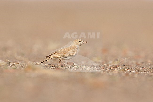 Saharan Dunn's Lark (Eremalauda dunni dunni) standing on the ground in an arid part of Sahara desert near Choum in Mauritania. stock-image by Agami/Josh Jones,