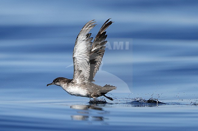 Worn adult Balearic Shearwater (Puffinus mauretanicus), take off at Fuseta, Algarve, Portugal. Critically Endangered breeding on Mediterranean islands. stock-image by Agami/Helge Sorensen,