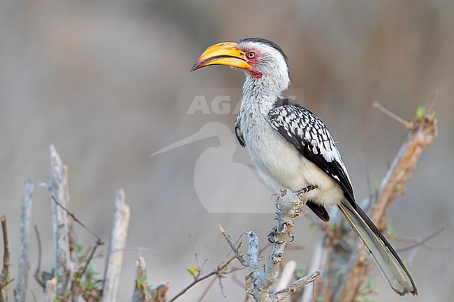 Southern Yellow-billed Hornbill (Lamprotornis leucomelas), side view of an adult perched on a branch, Mpumalanga, South Africa stock-image by Agami/Saverio Gatto,