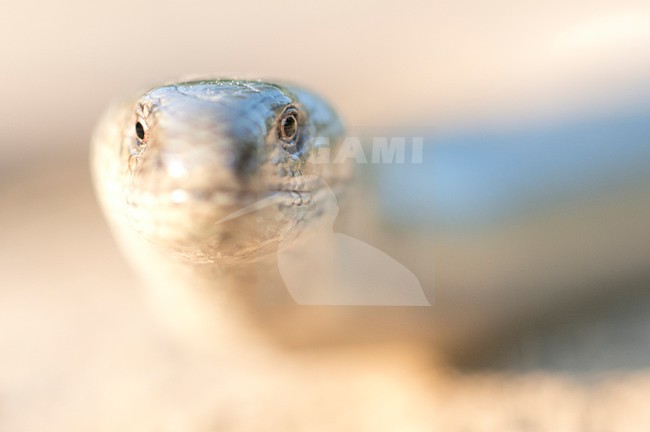 Close up van de kop van een Hazelworm, Closeup of the head of a Slow Worm stock-image by Agami/Rob de Jong,