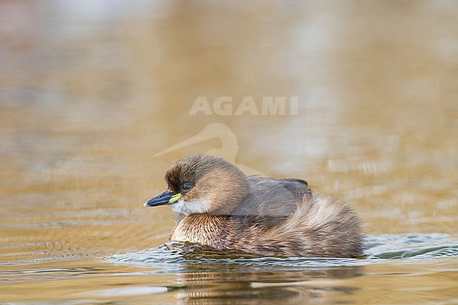 Little Grebe, Tachybaptus ruficollis in winter plumage and setting with ice on reed stock-image by Agami/Menno van Duijn,
