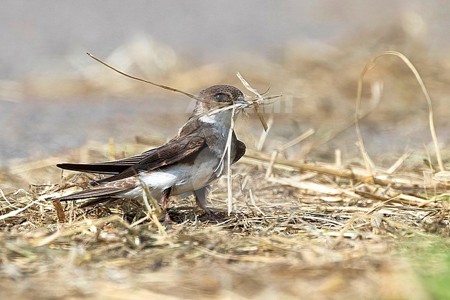 A Sand Martin is seen with a beak full of straw on a road. stock-image by Agami/Jacob Garvelink,