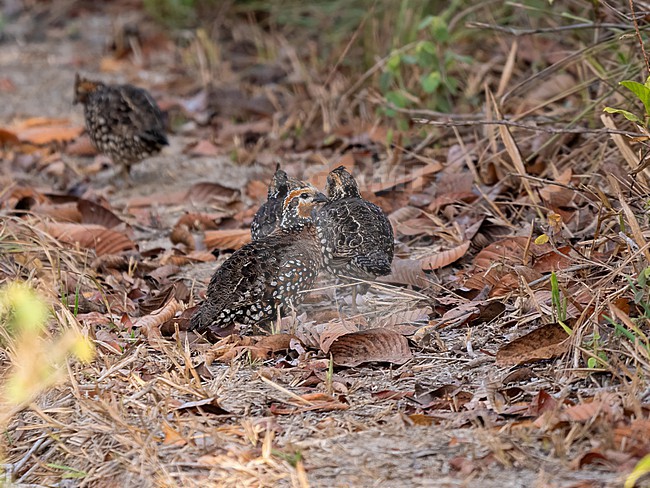 Crested bobwhite, Colinus cristatus. Group of 4, on the ground. stock-image by Agami/Hans Germeraad,
