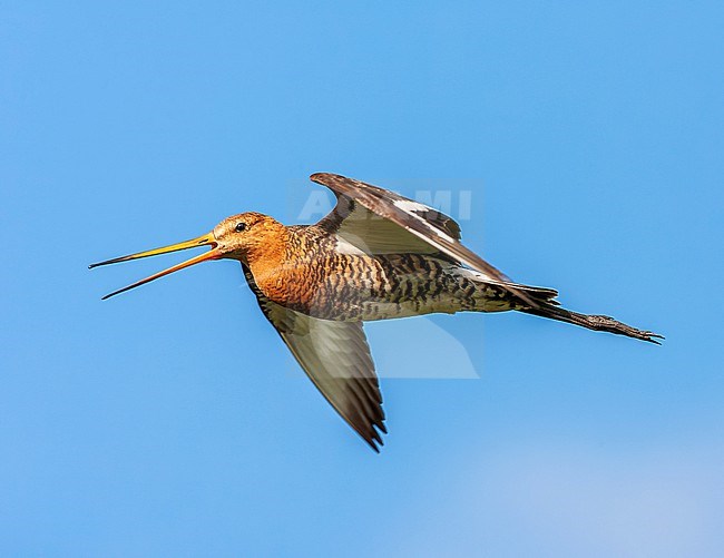 Black-tailed Godwit (Limosa limosa) in the Netherlands. Male calling in mid air. stock-image by Agami/Marc Guyt,