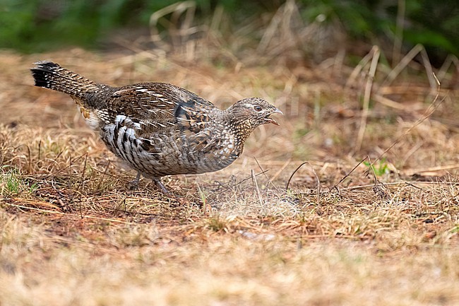 Adult male
Chippewa Co., MI
April 2025 stock-image by Agami/Brian E Small,