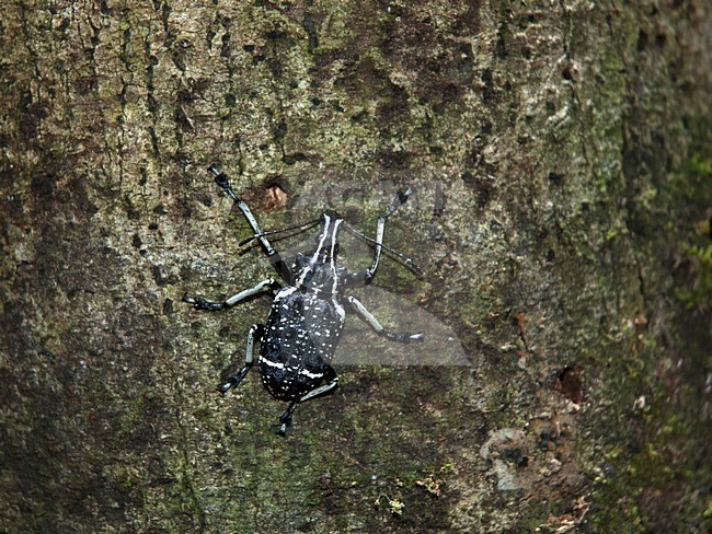 Black and white marbled weevil, Tachyerges salicis stock-image by Agami/Roy de Haas,
