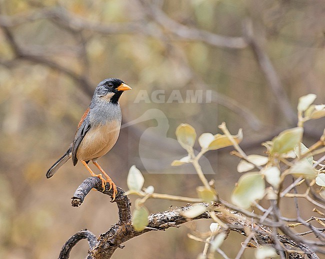 Buff-bridled Inca Finch (Incaspiza laeta) in northern Peru.  An Peruvian endemic of subtropical or tropical dry forests and subtropical or tropical high-altitude shrubland stock-image by Agami/Pete Morris,