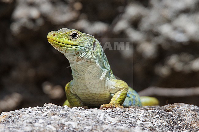 Ocellated Lizard (Timon lepidus) taken the 04/10/2023 at Istres - France. stock-image by Agami/Nicolas Bastide,