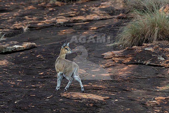 A klipspringer, Oreotragus oreotragus, on a rock. Voi, Tsavo, Kenya stock-image by Agami/Sergio Pitamitz,