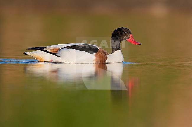 Common Shelduck (Tadorna tadorna), side view of an immature male swimming in a lake stock-image by Agami/Saverio Gatto,