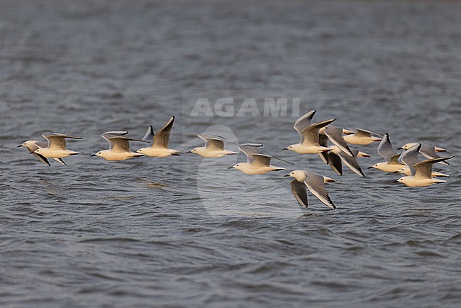 Flock of Slender-billed Gulls (Chroicocephalus genei) in adult summer plumage. stock-image by Agami/David Monticelli,