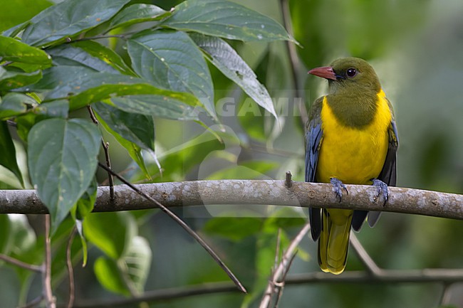 Green-headed Oriole (Oriolus chlorocephalus) perched on a branch in Tanzania. stock-image by Agami/Dubi Shapiro,
