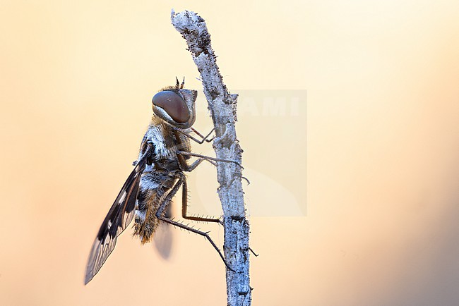 Thyridanthrax fenestratus - Mottled Bee-fly, Germany (Baden-Württemberg), imago, female stock-image by Agami/Ralph Martin,