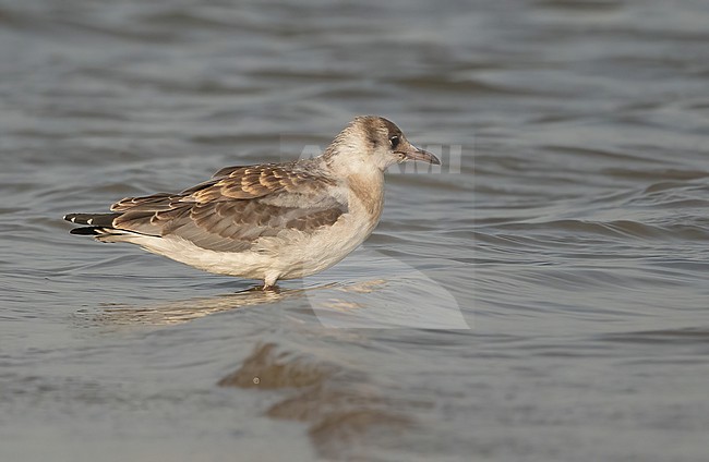 Immature Grey-headed Gull (Chroicocephalus cirrocephalus) at the coast near Saint Louis, Senegal. Picture taken in February. stock-image by Agami/Eduard Sangster,