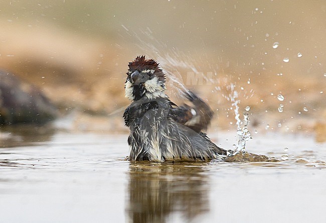 Male Spanish Sparrow in southern Negev desert of Israel during spring migration. Taking a bath. stock-image by Agami/Dubi Shapiro,