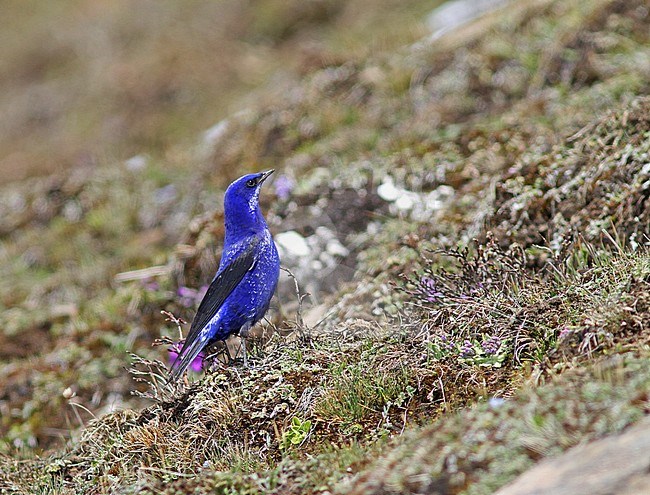 Grandala (Grandala coelicolor) stock-image by Agami/Pete Morris,