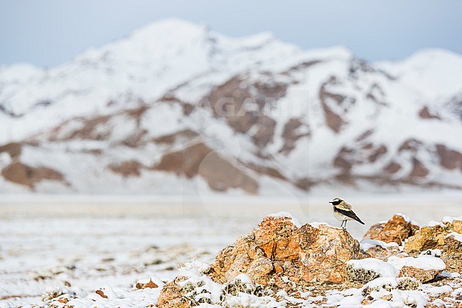 Desert Wheatear (Oenanthe deserti deserti) in Tajikistan. Adult male with snow covered mountain range in the background. stock-image by Agami/Ralph Martin,