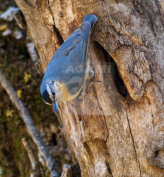 David Monticelli and I - Planified to follows the way of the Algerian Nuthatch's belgian discover (J-P Ledant) to try to photographs the bird. We first refound the bird in the top of the Djebel Babor, a restricted area, cause of high spot of terrorism in Petite Kabylie, Algreria. The day after we found a nest in the east side of the Tamentout forest. This pictures was taken under the nest. stock-image by Agami/Vincent Legrand,