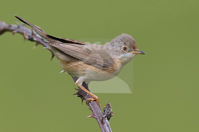 Female Moltoni's Warbler stock-image by Agami/Daniele Occhiato,