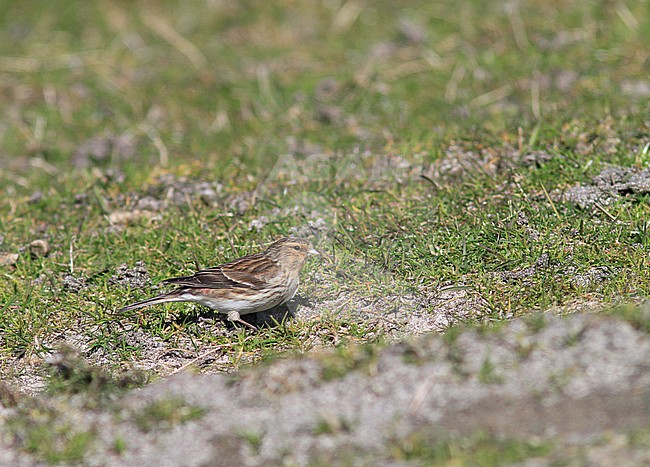 Adult British Twite (Carduelis flavirostris pipilans) during spring in Scotland. stock-image by Agami/Pete Morris,