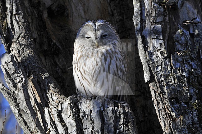 Ural Owl perched in tree; Oeraluil zittend in boom stock-image by Agami/Hans Germeraad,