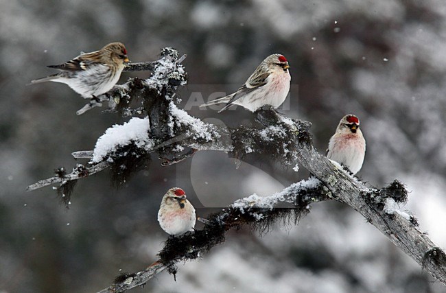 Witstuitbarmsijs, Coues's Arctic Redpoll, Carduelis hornemanni exilipes stock-image by Agami/Hugh Harrop,