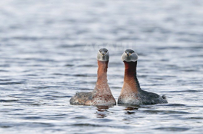 Courtship of two adult Red-necked Grebes (Podiceps griseigena) on a freshwater lake in Denmark. Pair displaying on the water. stock-image by Agami/Helge Sorensen,