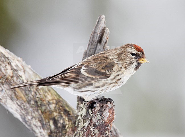 Grote Barmsijs zittend op tak; Mealy Redpoll perched on branch stock-image by Agami/Markus Varesvuo,