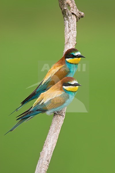 Bijeneter paar zittend op tak; European Bee-eater pair perched stock-image by Agami/Marc Guyt,