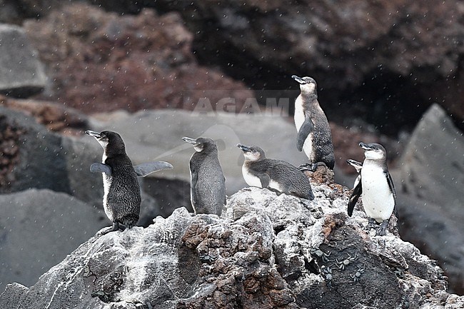 Galapagos Penguin (Spheniscus mendiculus) on the Galapagos islands. Group Penguins standing on lava rocks in the rain. stock-image by Agami/Laurens Steijn,