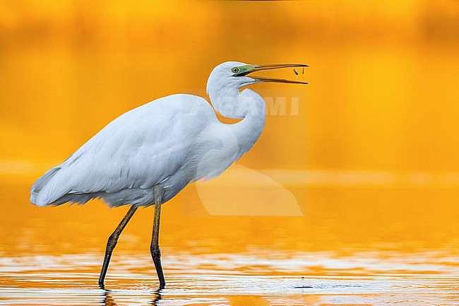 Great Egret, Ardea alba,in Italy. stock-image by Agami/Daniele Occhiato,