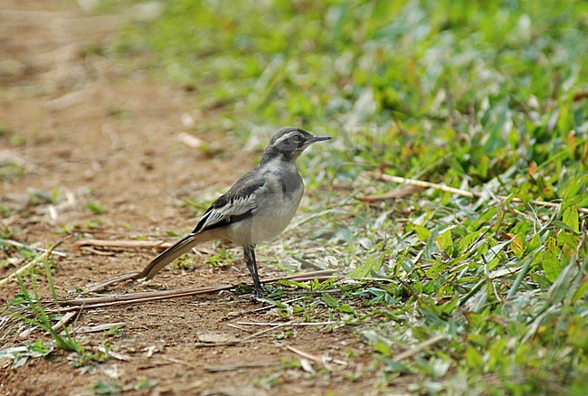 Afrikaanse Bonte Kwikstaart, African Pied Wagtail stock-image by Agami/Roy de Haas,