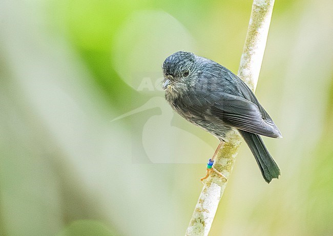 North Island Robin (Petroica longipes), an endemic species of New Zealand of forested area’s. stock-image by Agami/Marc Guyt,