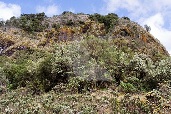 Papallacta Pass Ecuador stock-image by Agami/Marc Guyt,
