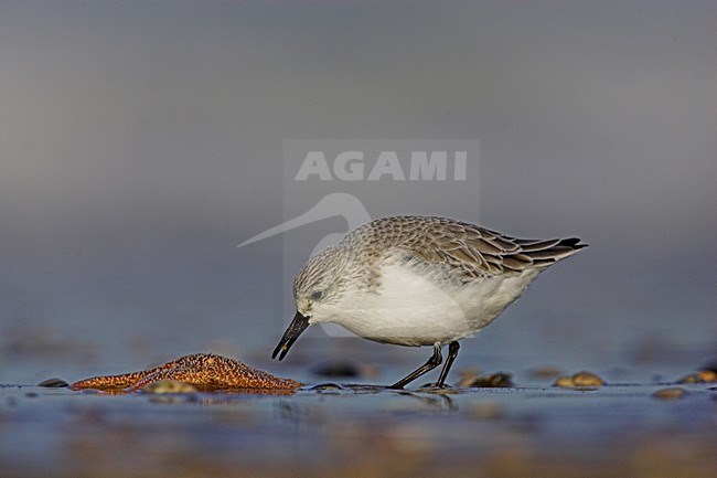 Drieteenstrandloper op het strand; Sanderling on the beach stock-image by Agami/Menno van Duijn,